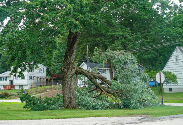 Best Root Management and Removal  in Ramsey, NJ