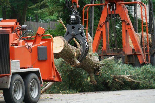 Best Leaf Removal  in Ramsey, NJ