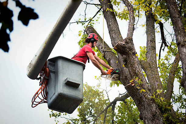 Best Palm Tree Trimming  in Ramsey, NJ